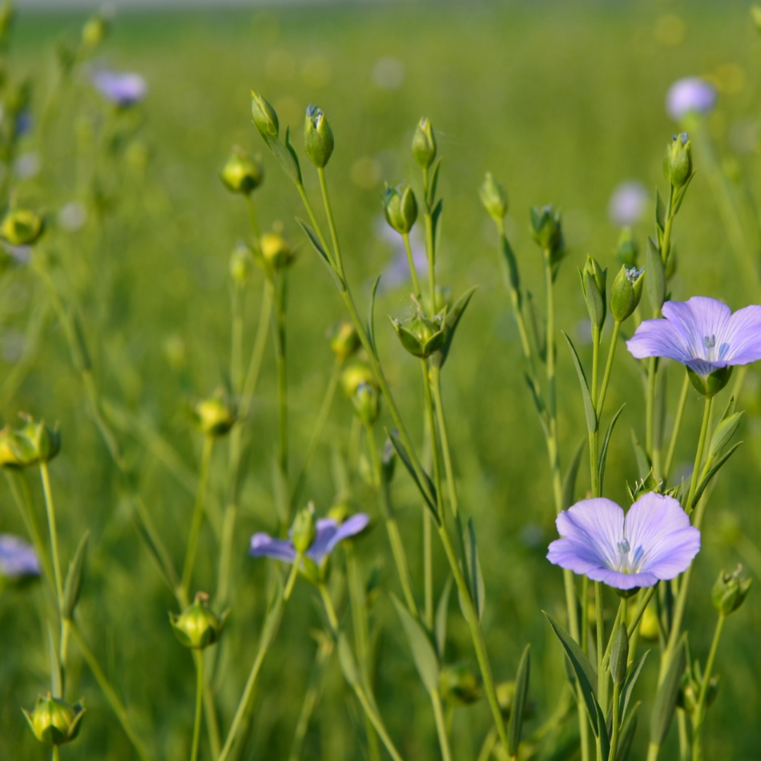 Berlineaton BC Investment Agriculture Foundation BC Investment